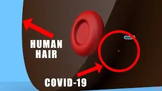 How Big Is The Coronavirus (COVID-19) In Size?