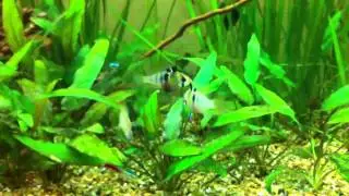 New german blue rams