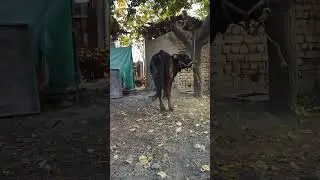 Ангос БУКА  срочна сатылат 0552 92 66 69 басы келишебиз ӨТӨ АРЗАН