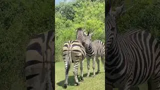beautiful Zebra moments | wildlife Africa