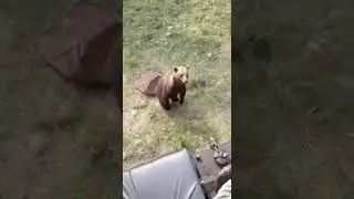 Медвежонок отжигает #врекомендации #travel #nature #wildlife #медведь #funnyvideo #animals#cute#song