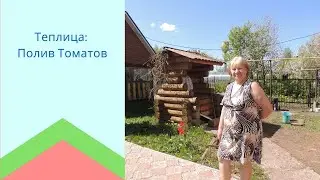 Полив томатов в теплице.