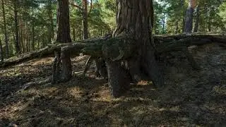 roots 01 UHD