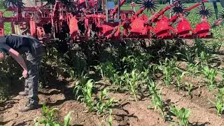 Kukurydza Siana Horsch Focus w 2 rzędy 15cm - Kirovets K742