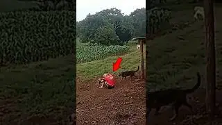 У животных есть сочувствие?😳