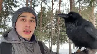 Сколько команд знает ворон? Научил делать «восьмёрку»!