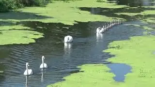 Лебеди шипуны защищают своих птенцов