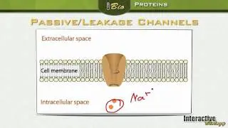 004 Ion Channels: Proteins in the Membrane of Neurons