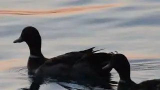 Геленджик. Птицы в бухте
