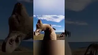 FUNNY GIFS 😀👍💋