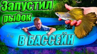 Запустил гуппи и сомиков в бассейн! Акватеплица 