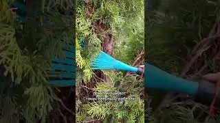 Cleaning of conifers