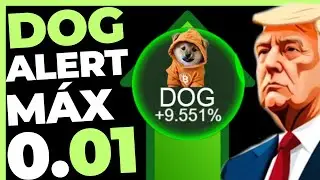 DOG GO TO THE MOON ALERTA