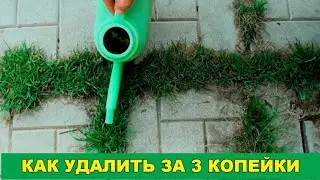 Incredibly, the WEEDS are disappearing before our eyes