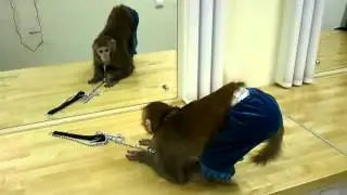 Обезьянка хулиганка перед зеркалом