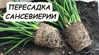 Пересадка САНСЕВИЕРИИ цилиндрической. Две в один горшок.