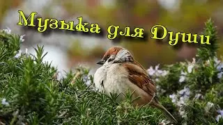 Музыка для души 🌸 Красивая спокойна музыка без слов 💖