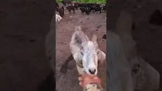 🤣🤣🤣🤣🤣🤣🤣🤣🤣🤣🤣🤣. Як порча аз кӯҳҳои Тоҷикистон азизамон Nature of Tajikistan #nature