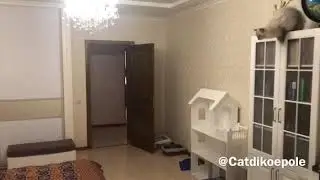 Businka Dikoe Pole. Cat jumping!