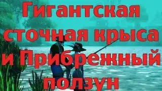 Где падает Гигантская сточная крыса и Прибрежный ползун