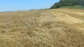 Жатва 2023, урожайность ячменя и пшеницы