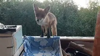 "Бешеный" лисёнок