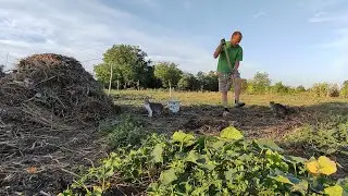 Купили дом в станице. Жара в Августе. Последний урожай картошки.