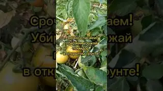 ❗️Срочно спасаем!🍅🍅Собираем урожай помидор в открытом грунте! 