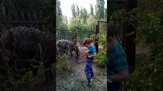 Toddler meeting young sheep lamb and feeding. #sheepfarming #sheep #toddlers #villagelife