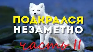 2 минуты радости, 20 минут чистки. Стрельба дымарём