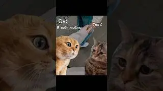 мем 2 кота разговаривают кот говорит я тебя люблю молодец прикол 