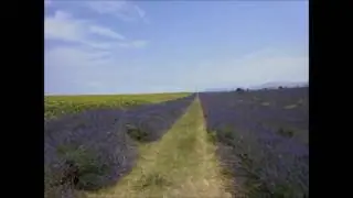 Verdon,lavanda e girasoli...la douce France