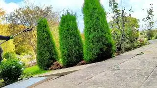 FIRST CUT x3 conifer
