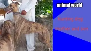 Foxhound dog breed mom and son hunters