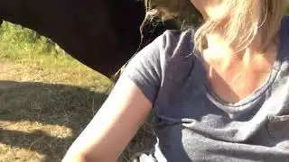Cow affectionately licking / grooming me
