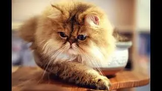 Есть ли у кошек совесть?