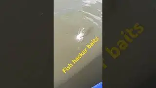 окунь на джибсс 65 м