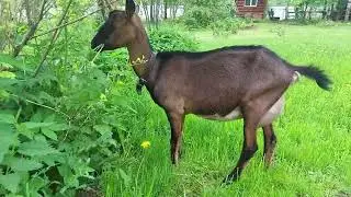 Груша первый окот