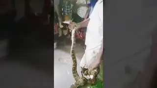 #snakerescue