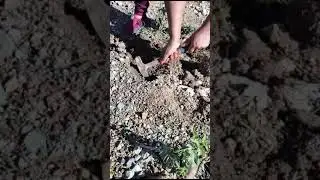 Treasure Hunt, Obsidian Gemstone#respect #shortsviral2023