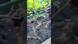 Виноград на участке Кузнецова В.М.