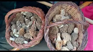Morel Mushroom Colmenillas,Murgulas,Cagarrias 2024-(2)