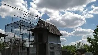 Бойные голуби на посадке чёрный муроголовый чубатый