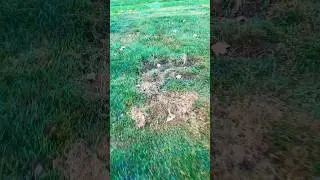 Lawn Fungus! Creeping Bentgrass Renovation #bentgrass #lawnfungus #lawncare