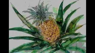 pineapple ananas comosus