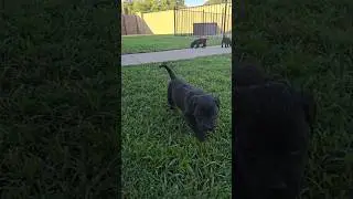4 Week Old Presa Canario Puppies for Sale on SoCalPresa.com