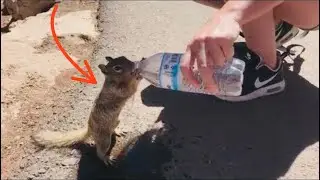 Изнывающая от жажды белочка обратилась за помощью к людям, вот как она их отблагодарила