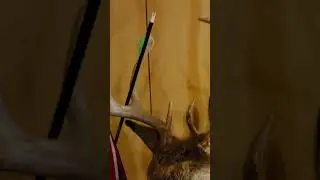 My 10 Point Whitetail Buck
