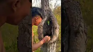 Wow parrots in laying eggs in nest Part 01 #shorts #shortvideo #parrot #wildlife