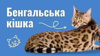 БЕНГАЛЬСЬКА КІШКА — УСЕ ПРО ПОРОДУ